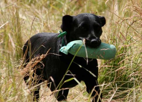Puppy Dummy 0.5lb Dog Training - Puppy Training - Gun Dog Hunting